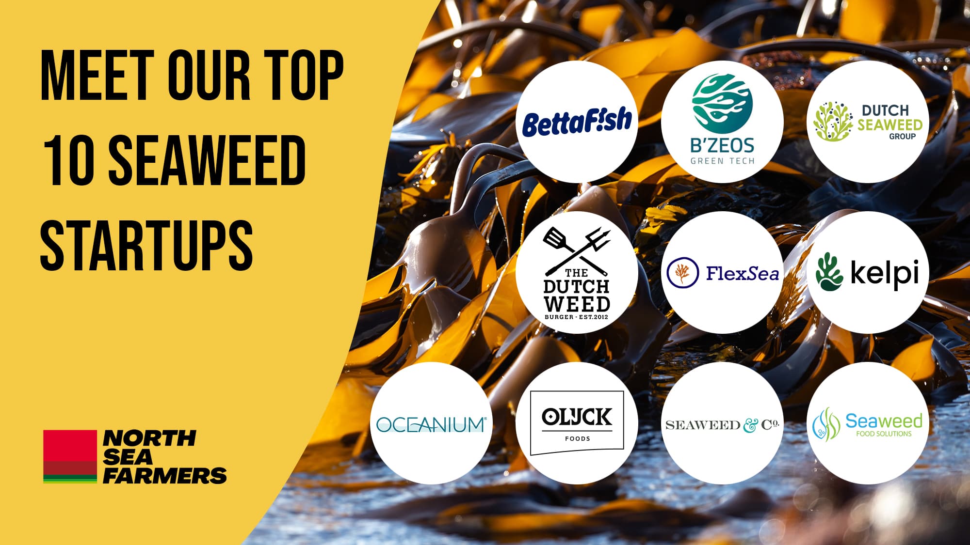Seaweed Innovation Challenge Finalists